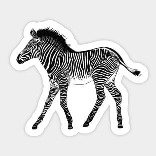 Zebra foal - ink illustration Sticker